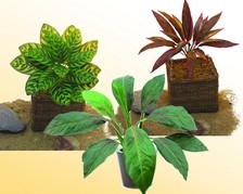 Bodendecker-Pflanzen