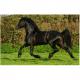 Motiv: Trabender Friese 46640