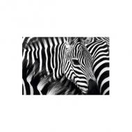 Wandbild "Zebra"