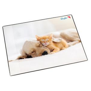 Motiv: Hund und Katze 46657