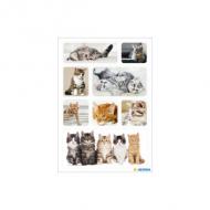 Katzenkinder