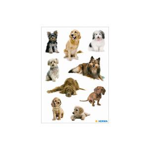 Hundefotos 3528
