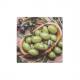 Motiv: Olive Flavour 89475