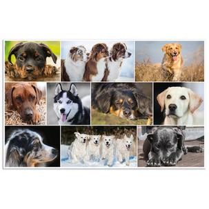 Motiv: Hunde, Rückseite  19378