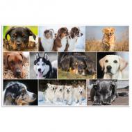 Motiv: Hunde, Rückseite