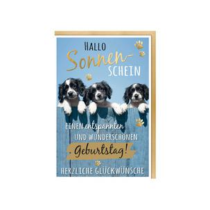 Geburtstagskarte Humor "Mischlingshunde" 40055374