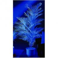 EUROPALMS Kentiapalme, knstlich,   uv-wei, 90cm (82709503)