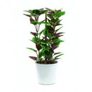 EUROPALMS Coleus, 30cm (82502107)