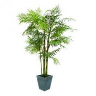 EUROPALMS Cycasrohr Palme, Kunstpflanze, 280cm (82511360)