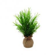 EUROPALMS Estragonbusch, 30cm (82505636)