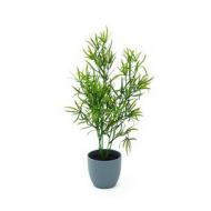 EUROPALMS Asparagus, 40cm (82505627)